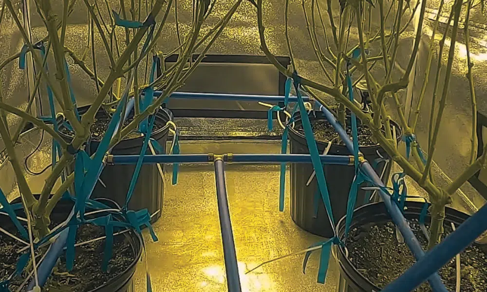 lst auto | The Seed Fair low stress training on autoflowers