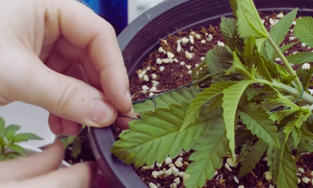 lst for autoflower | The Seed Fair lst for autoflowers