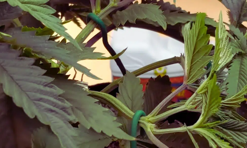 lst for autoflowers | The Seed Fair lst for autoflowers