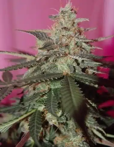 medgom CBD autoflower cannabis seeds