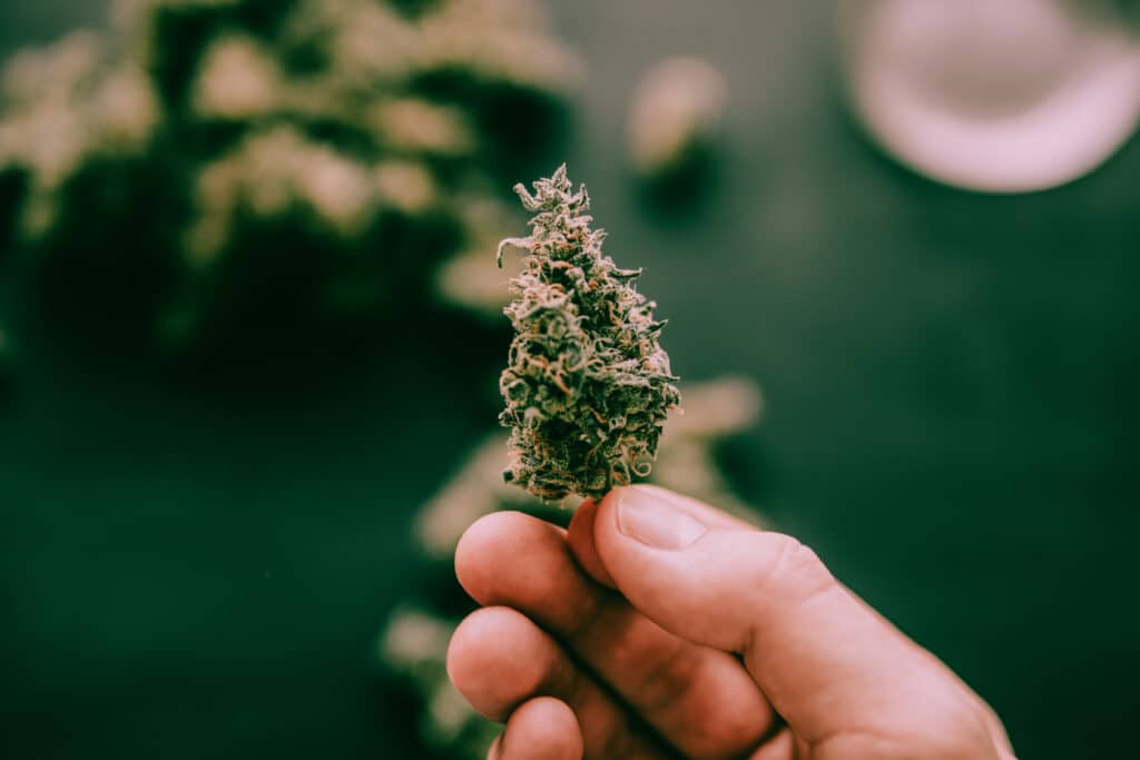 Examining Mid Grade Cannabis: A close-up view of mid grade weed, offering a detailed look at its appearance. Useful for understanding the appearance of mid grade cannabis.