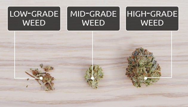 Low, Mid, and High Grade Cannabis: A comparison of low, mid, and high grade weed, highlighting the mid grade section to illustrate what mid grade weed looks like and how it compares to low and high grade. Helpful for those curious about identifying mid grade weed.