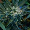 Poison Toad Feminized Cannabis Seeds | The Seed Fair