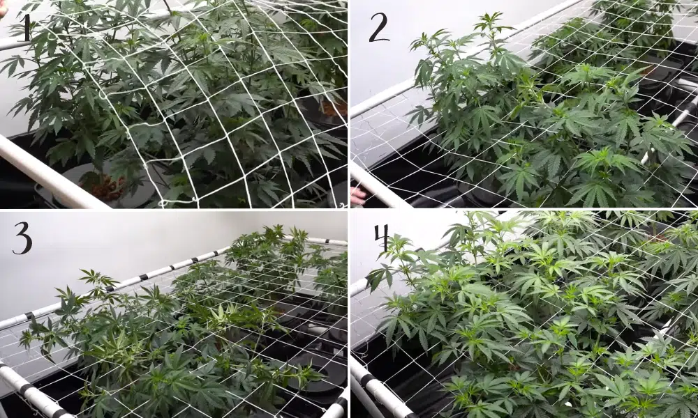 scroging autoflowers step by step | The Seed Fair autoflower scroging step by step
