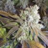 Seven Ghost Feminized Cannabis Seeds | The Seed Fair