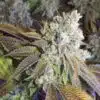 Seven Ghost Feminized Cannabis Seeds | The Seed Fair