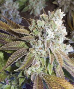 Seven Ghost Feminized Cannabis Seeds | The Seed Fair