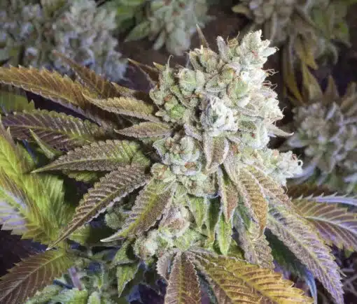 Seven Ghost Feminized Cannabis Seeds | The Seed Fair