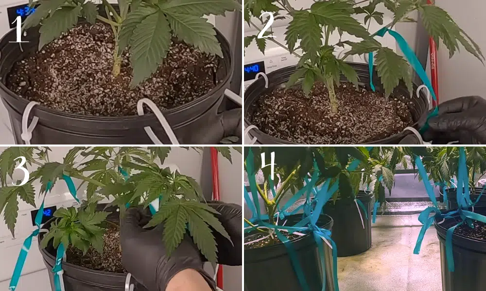tie-down method step by step | The Seed Fair Step by step instruction tie-down method