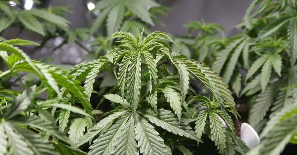 drooping cannabis leaves on a growing plant