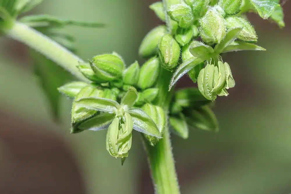 Hermaphrodite Cannabis: Identify and Prevent It | Seed Fair