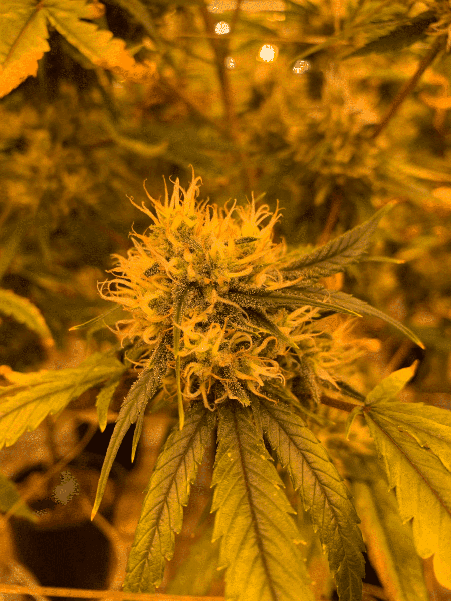 a resinous cannabis bud from a plant in the flowering stage