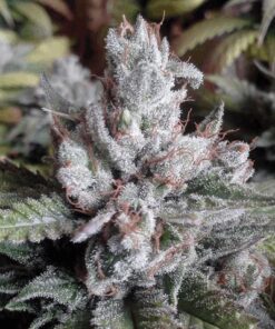 Alien Grapevine Feminized Cannabis Seeds | The Seed Fair
