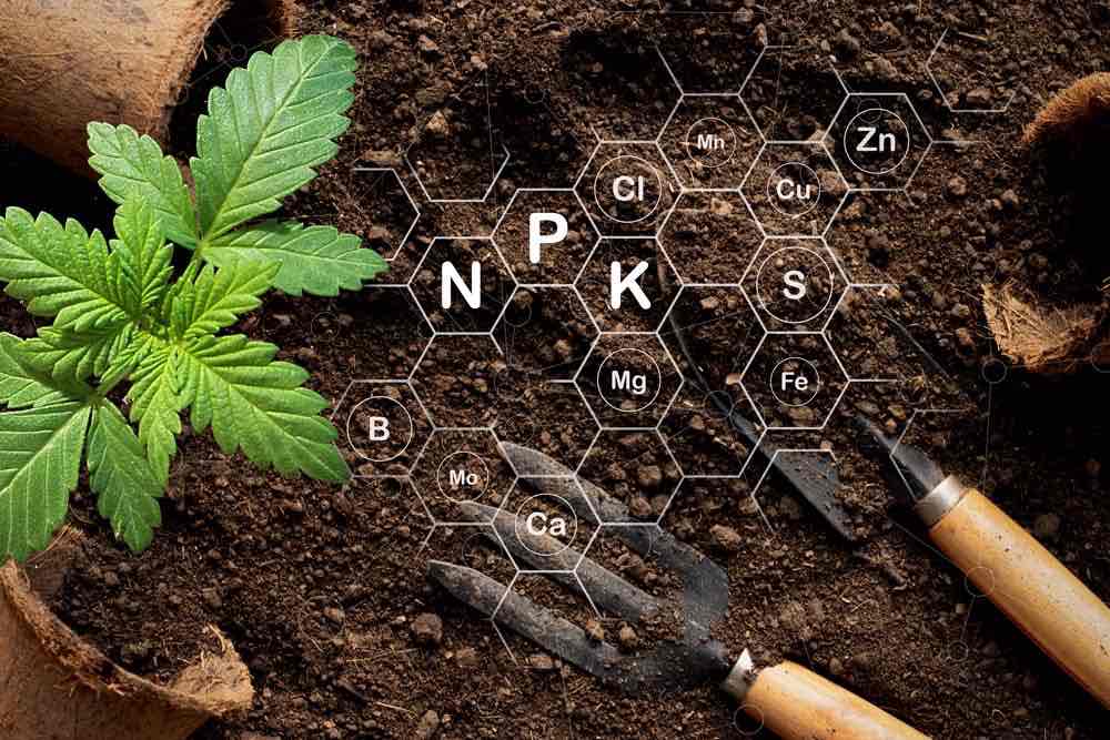 Best Autoflower Nutrients for Cannabis Grows | The Seed Fair