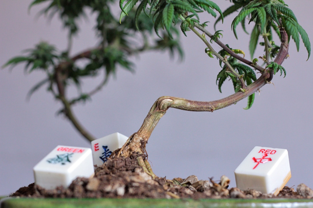 a cannabis bonsai tree with mahjong tiles