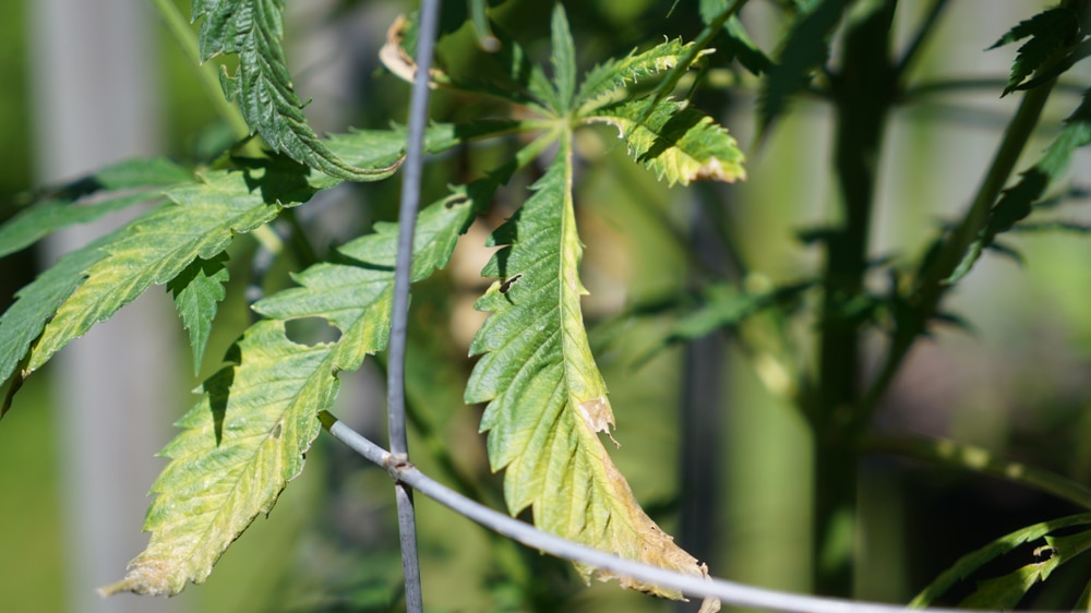 drooping cannabis leaves showing signs of deficiency