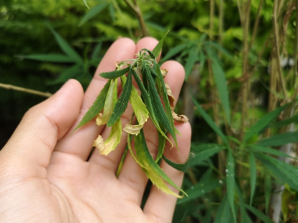 drooping cannabis leaves showing nutrient deficiency