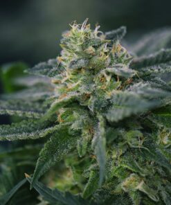 Gary Payton Feminized Cannabis Seeds | The Seed Fair