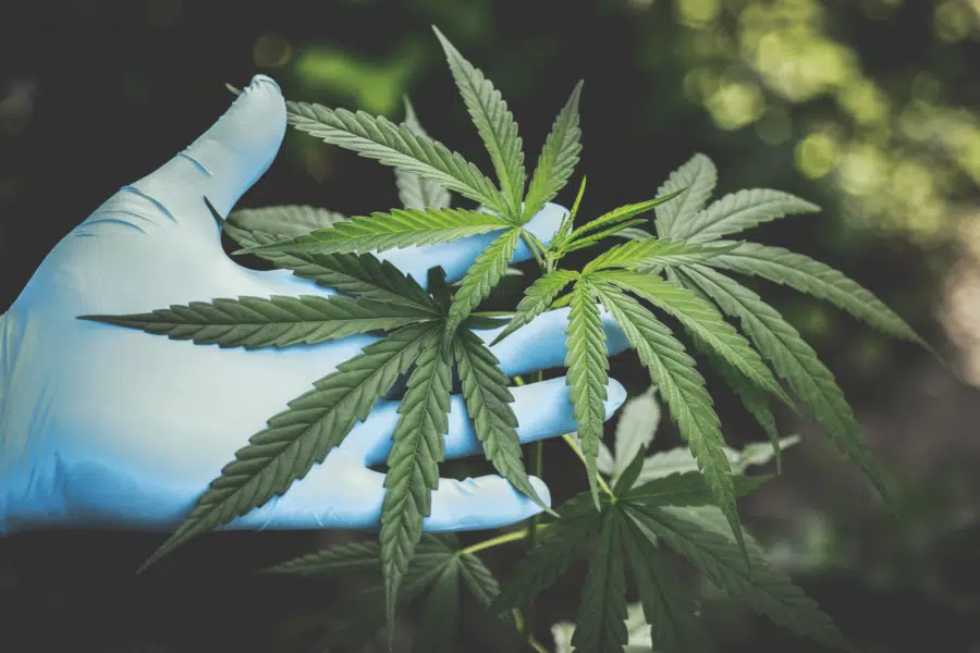 healthy growing indoor cannabis plants being inspected