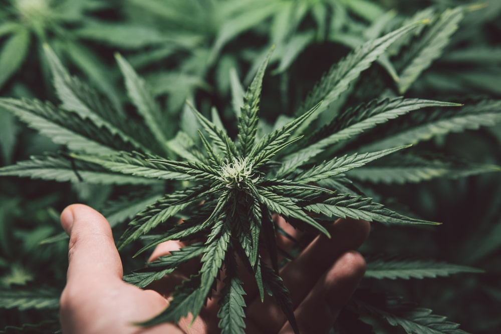 inspecting a healthy cannabis plant