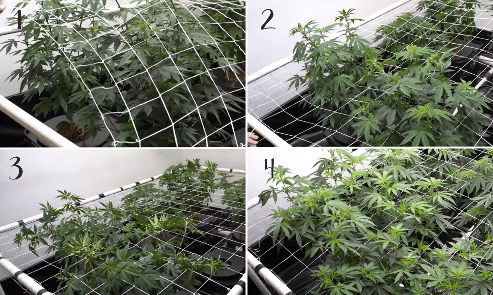 autoflower scroging step by step