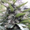 Tahquitz OG Feminized Cannabis Seeds | The Seed Fair