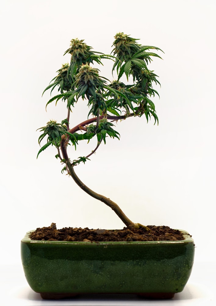 a young cannabis bonsai tree in a rectangular bowl