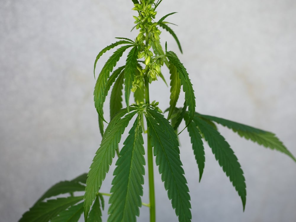 a male cannabis plant, clearly showing pollen sacs