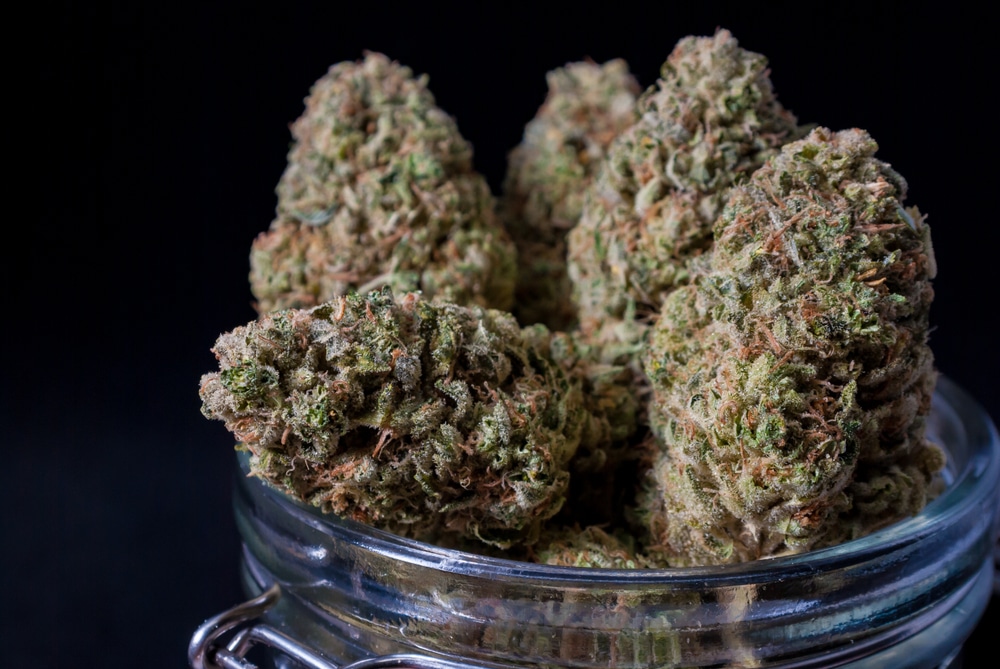 big cannabis buds in a flip-top mason jar
