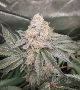 Apple Tartz Feminized Cannabis Seeds | The Seed Fair | The Seed Fair Apple Tartz Feminized Cannabis Seeds | The Seed Fair