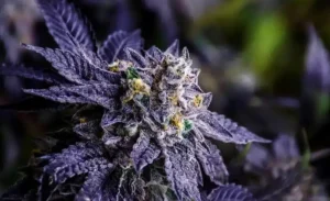 Black Truffle Feminized Cannabis Seeds | The Seed Fair