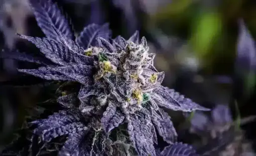 Black Truffle Feminized Cannabis Seeds | The Seed Fair