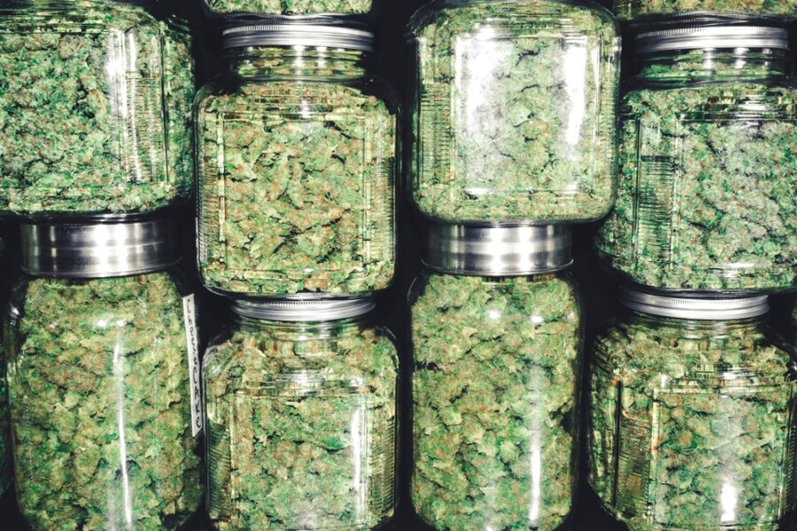 mason storage jars full of dry cannabis buds curing
