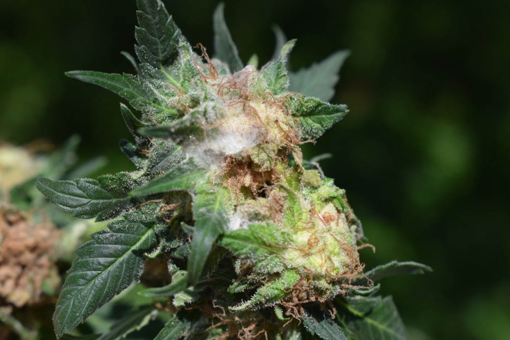 cannabis crop affected by powdery mildew