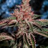 Cherry Runtz Feminized Cannabis Seeds | The Seed Fair