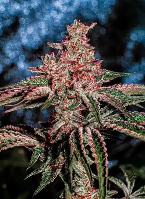 Cherry Runtz Feminized Cannabis Seeds | The Seed Fair