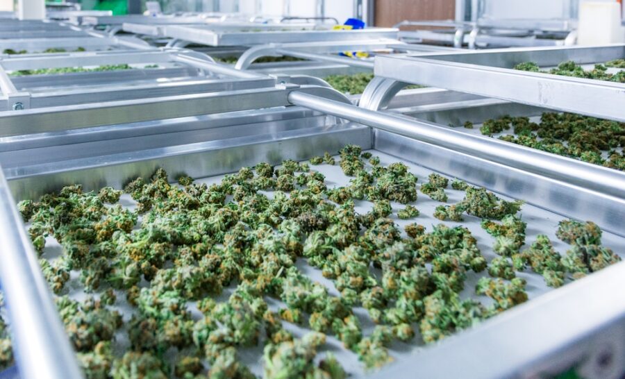 freeze drying weed on clean stainless steel trays