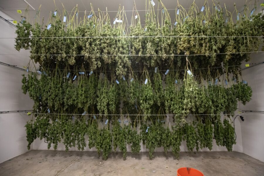 harvested weed plants hanging one lines in a clean dry room better than freeze drying weed?