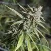 London Pound Cake Feminized Cannabis Seeds | The Seed Fair