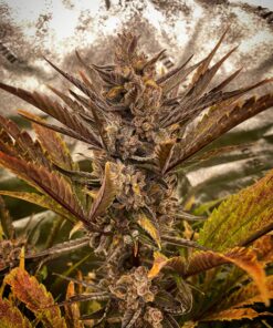 Marathon OG Feminized Cannabis Seeds | The Seed Fair