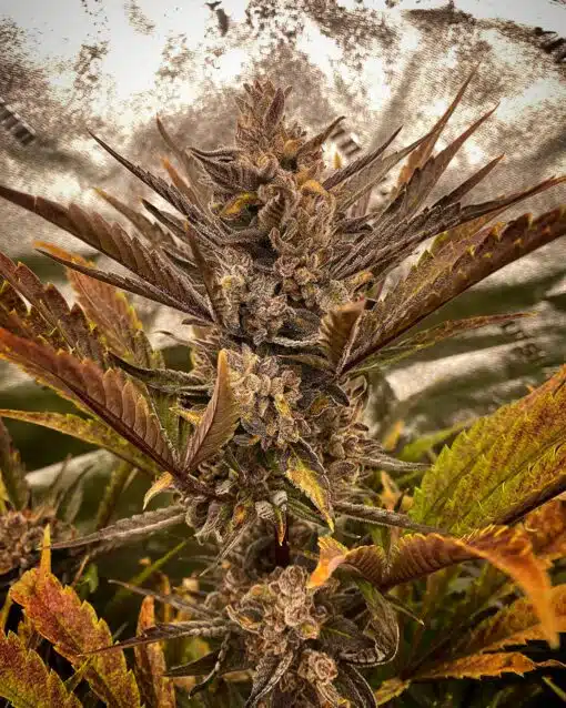 Marathon OG Feminized Cannabis Seeds | The Seed Fair