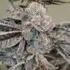 Obama Runtz Feminized Cannabis Seeds | The Seed Fair