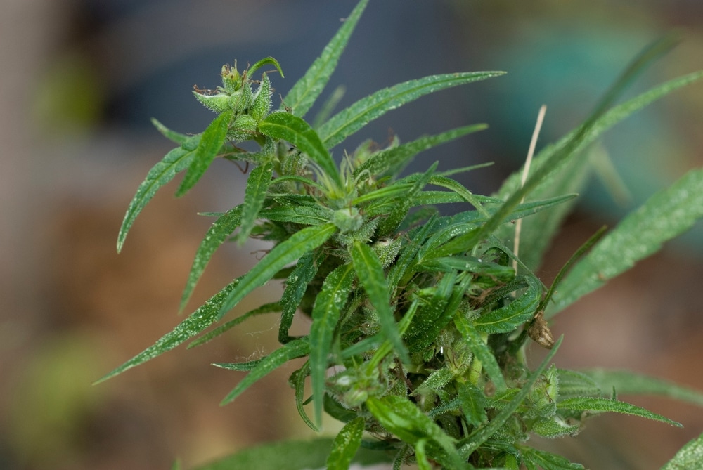 a cannabis flower affected by powdery mildew
