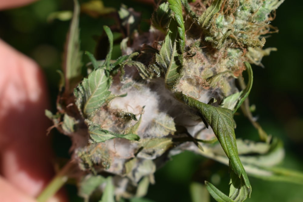 powdery milder on cannabis bud