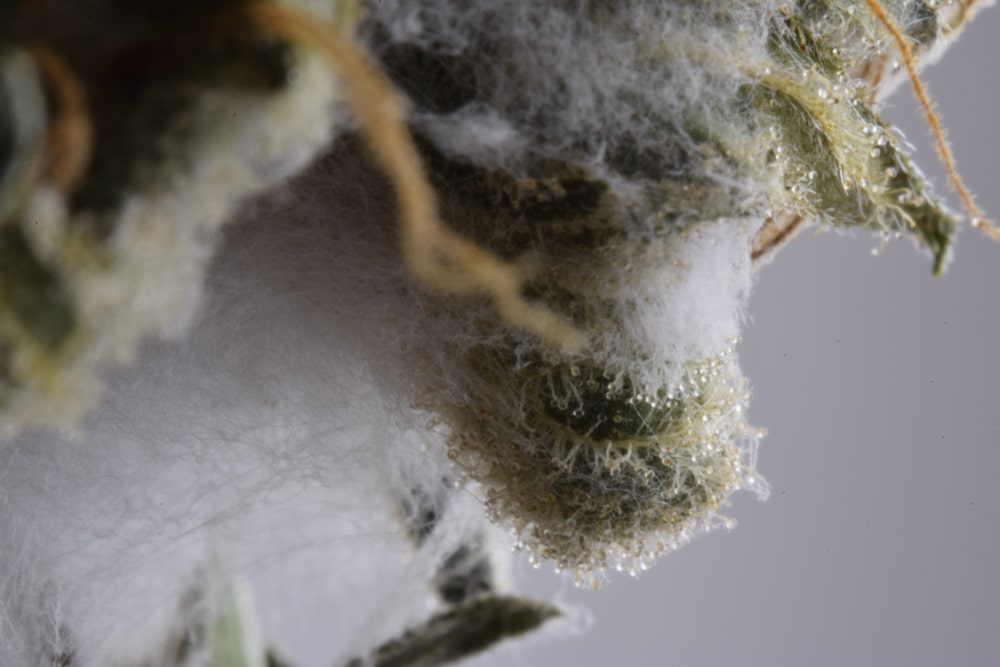 close up of cannabis bud mildew