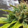 Thin Mint Feminized Cannabis Seeds | The Seed Fair