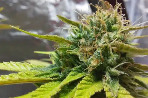 Thin Mint Feminized Cannabis Seeds | The Seed Fair