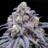 Trufflez Feminized Cannabis Seeds | The Seed Fair
