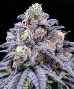 Trufflez Feminized Cannabis Seeds | The Seed Fair