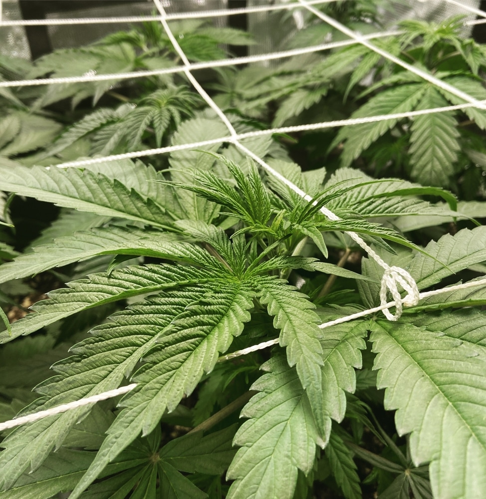cannabis plants in the pre-flowering stage